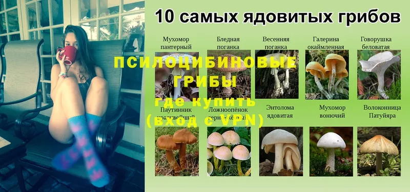 цена   Велиж  Псилоцибиновые грибы мицелий 